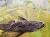 Pleco buik 2 Pleco buik 2