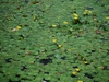 Waterlelies;Nikon AF-S DX 55-200mm f/4-5.6G ED VR op D40; 105 mm; f/4,8; 1/80; ISO-200; 0-stap;VR?