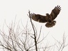 Buizerd