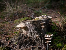 Afbeeldingslocatie: http://tweakers.net/ext/f/oibjhSMGmNClMb5EKhVhEovK/medium.jpg