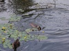 D40/ 55-200 mm VR; 1/400s; f/6,3; ISO-400; VR; AF; 72 mm