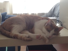 Dink chillend