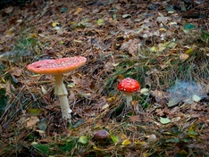 Afbeeldingslocatie: http://tweakers.net/ext/f/r5y0JmzaS1TmwDsrbLGyjTEJ/medium.jpg