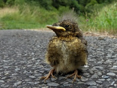 Afbeeldingslocatie: http://tweakers.net/ext/f/rR2Ak3O6LjB2KDXUPPpBWIPu/medium.jpg