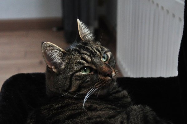 Afbeeldingslocatie: http://tweakers.net/ext/f/sNnwvO8xUFIK0v7tkOPCQGK6/full.jpg