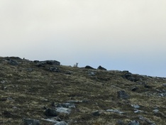 Knivskjellodden04