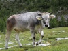 Afbeeldingslocatie: http://tweakers.net/ext/f/smnvsjycMseP8BOG2HbEALVQ/thumb.jpg