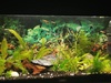 Aquarium co2