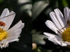 Afbeeldingslocatie: http://tweakers.net/ext/f/uUmCyx3UK6bsvyobYWD3Ahtn/thumb.jpg