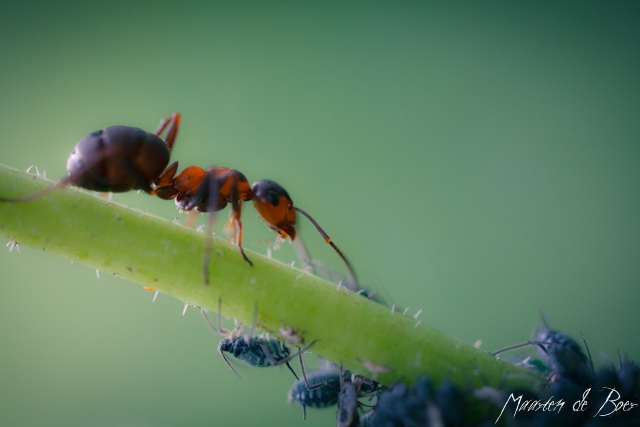 Farming Aphids
