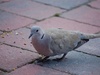 F 5,6; 1/160s;ISO-200;200mm;VR