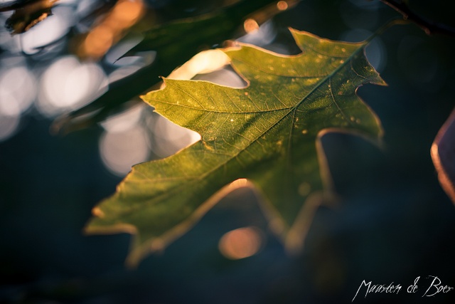 Leaf
