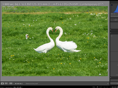 zwaan instellingen lightroom zwaan instellingen lightroom