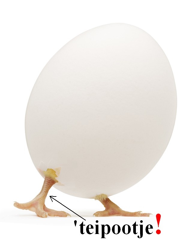 'teipootje! 'teipootje!