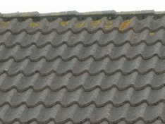 Crop_Dak_Oost