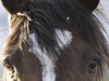 Paard 100% crop