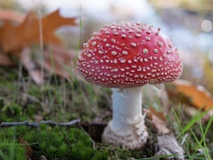 Afbeeldingslocatie: https://tweakers.net/ext/f/y6xVmSngQv1MY6zlc1xT9mnh/medium.jpg