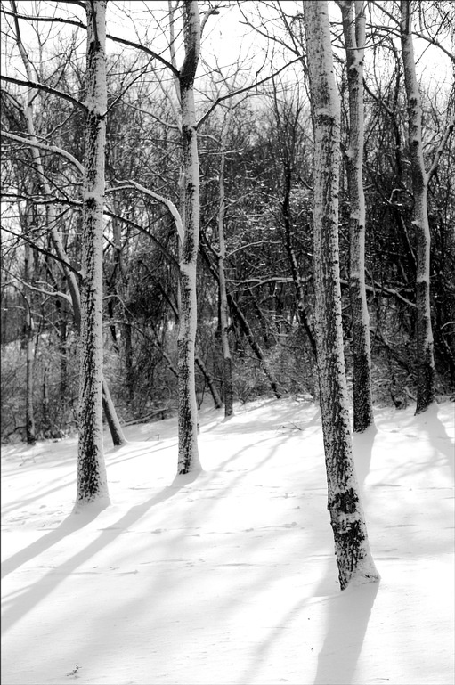 Winterlandschap bomen