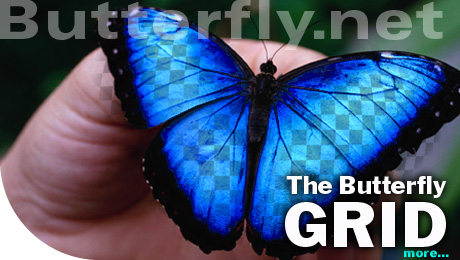 Butterfly.net