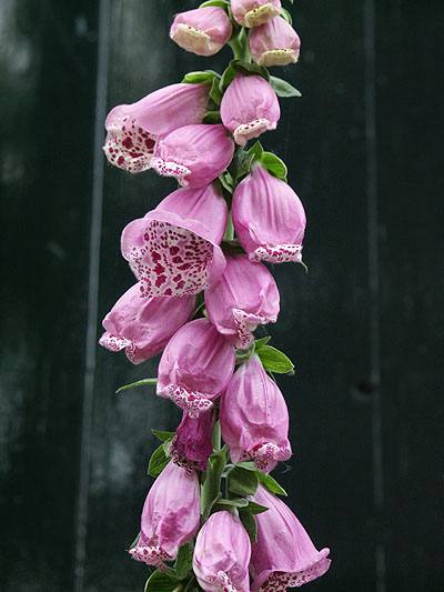 Dimage 7i review: foto hangende bloem macro