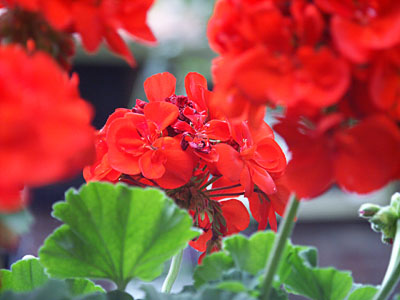 Dimage 7i review: foto bloemetjes