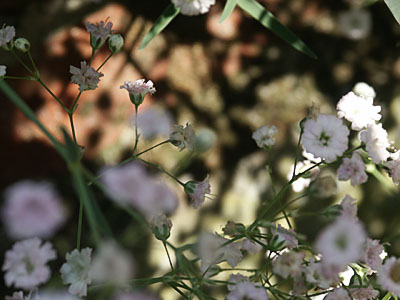 Dimage 7i review: foto bloemen scherptediepte