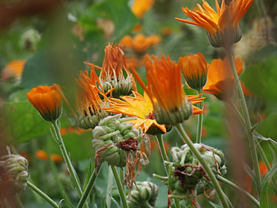 Dimage 7i review: foto bloemen scherptediepte contrast