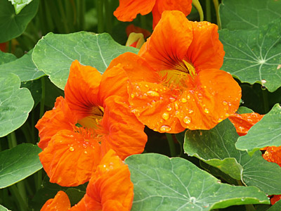 Dimage 7i review: foto bloemetjes
