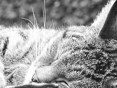 Dimage 7i review: foto Boelie liggend