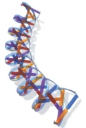 DNA Helix