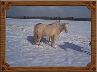 Twee gepensioneerde Palomino's in de sneeuw
