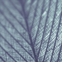 Close-up veer met traditionele lens