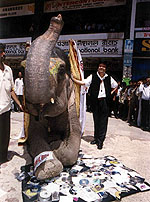 Softwarepiraterij (olifant stampt cd's plat)