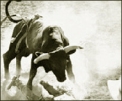 Bullfighter