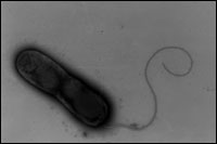 Bacteriële Batterij