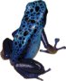 Azureus kikker
