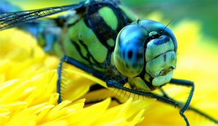 Macrofoto