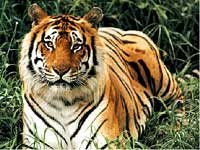 Tijger