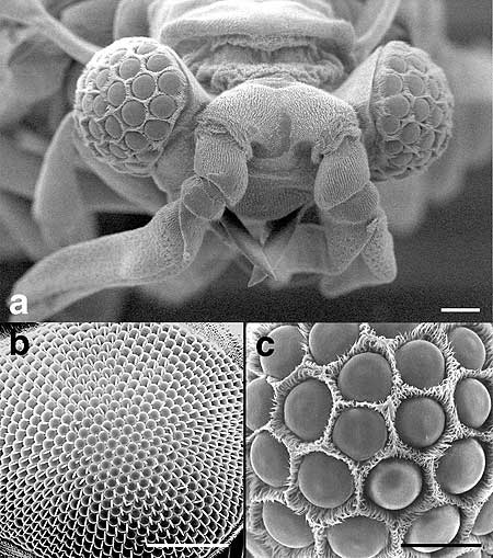 Foto van insectenkop