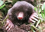 De Mol - Talpa (Latijn)