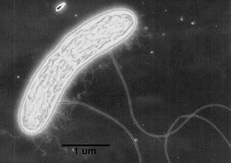 Geobacter bacterie