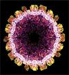 Virus