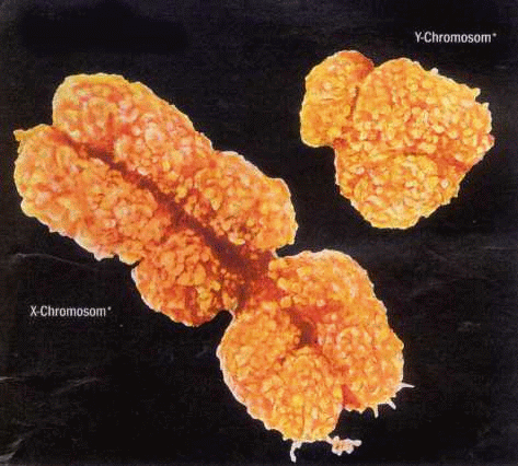 X- en Y-chromosoom X- en Y-chromosoom