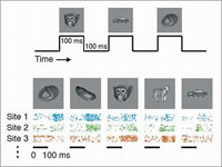 Reactie van verschillende neuronen van de inferotemporal (IT) cortex op verschillende objecten