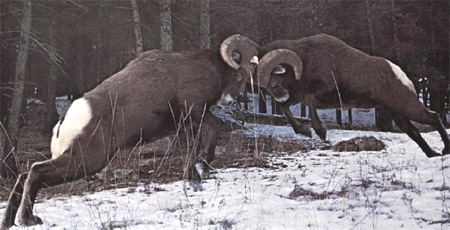 Rammen