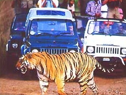 tijgersafari