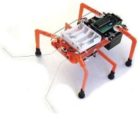 computer bug