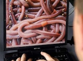 worm-pc