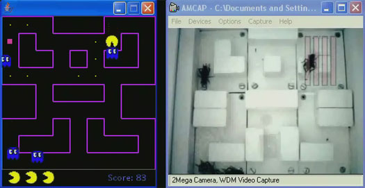 Pac-Man - door krekels aangestuurde spoken in actie Pac-Man - door krekels aangestuurde spoken in actie