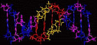 dna